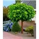 CATALPA KATALPA na pniu kulista szczepiona - sadzonki 100 / 130 cm